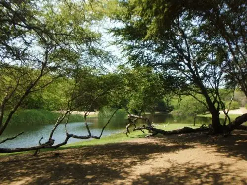 Reforestación de algarrobos en El Cañoncillo