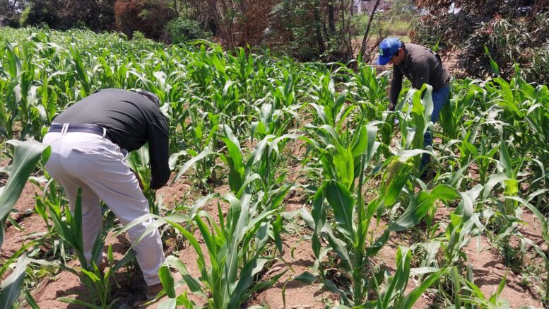 Alianza La Libertad-SENASA para erradicar la mosca de la fruta