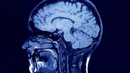 Neurociencia: cinco épocas del cerebro humano