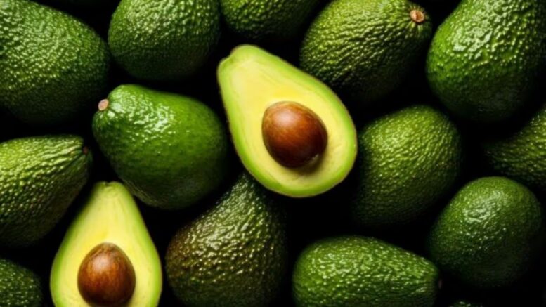 Cerro Prieto lidera en exportaciones de palta Hass en Chepén Cerro Prieto lidera en exportaciones de palta Hass en Chepén