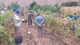 Agricultura en Libertad: Incremento de Siembras 2025-2026 Agricultura en Libertad: Incremento de Siembras 2025-2026