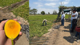 Cultivo de Zapallo Loche en Chepén: Fortaleciendo Agricultura Familiar